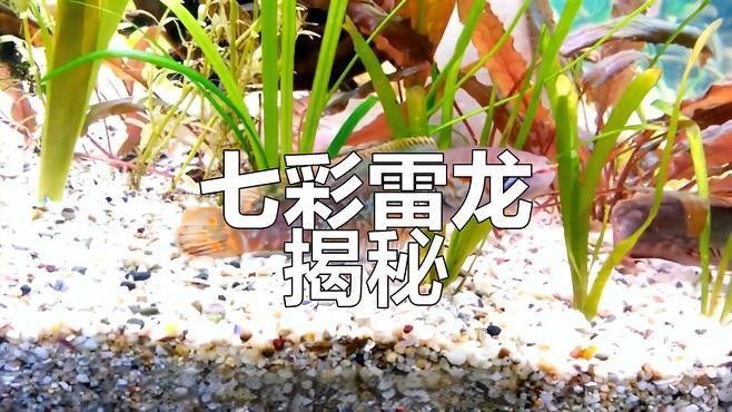 七彩雷龍魚壽命有多長（七彩雷龍魚多久繁殖一次）