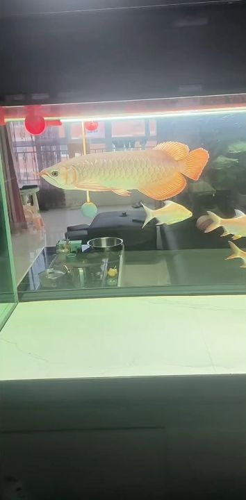 發(fā)色了（發(fā)色了，本文探討了發(fā)色變化對個人形象和心理狀態(tài)的影響）