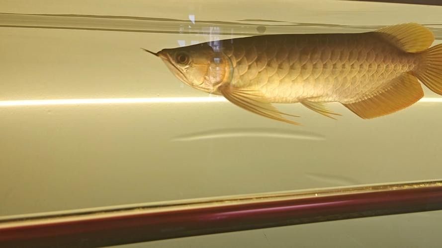 金龍魚燈光強度如何調整