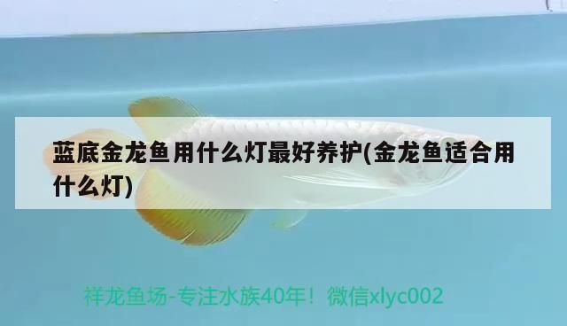 藍(lán)底金龍魚用什么燈最好養(yǎng)護(hù)(金龍魚適合用什么燈) 藍(lán)底金龍魚用什么燈最好養(yǎng)護(hù)(金龍魚適合用什么燈) 觀賞魚百科