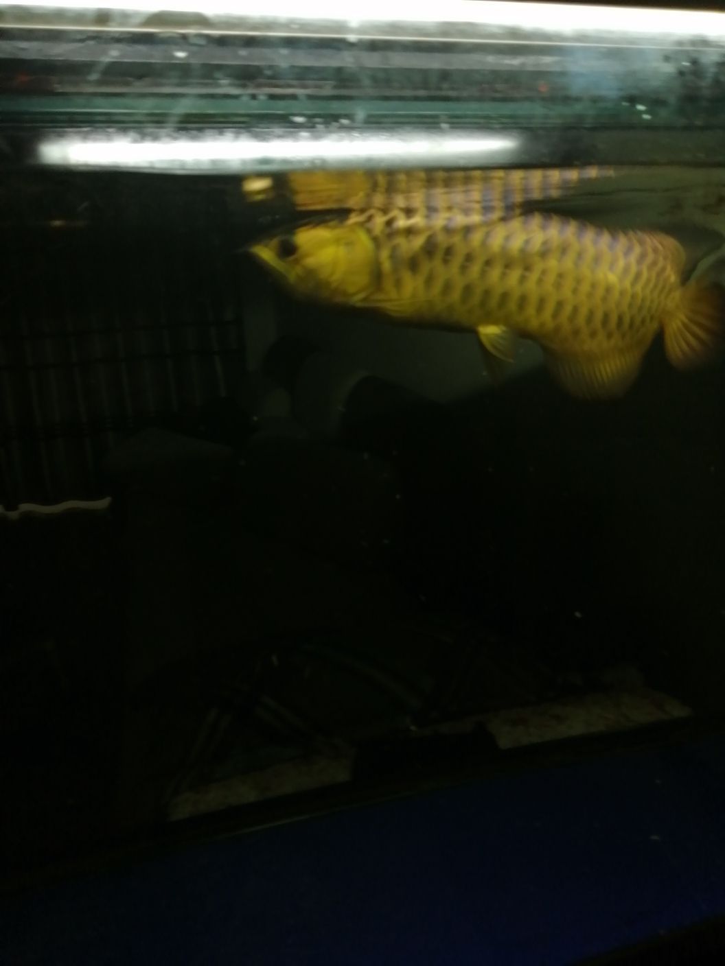 祥龍的魚（祥龍的魚品質(zhì)沒得說高大上）