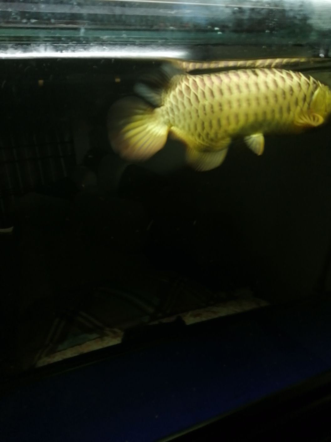 祥龍的魚（祥龍的魚品質(zhì)沒得說高大上）