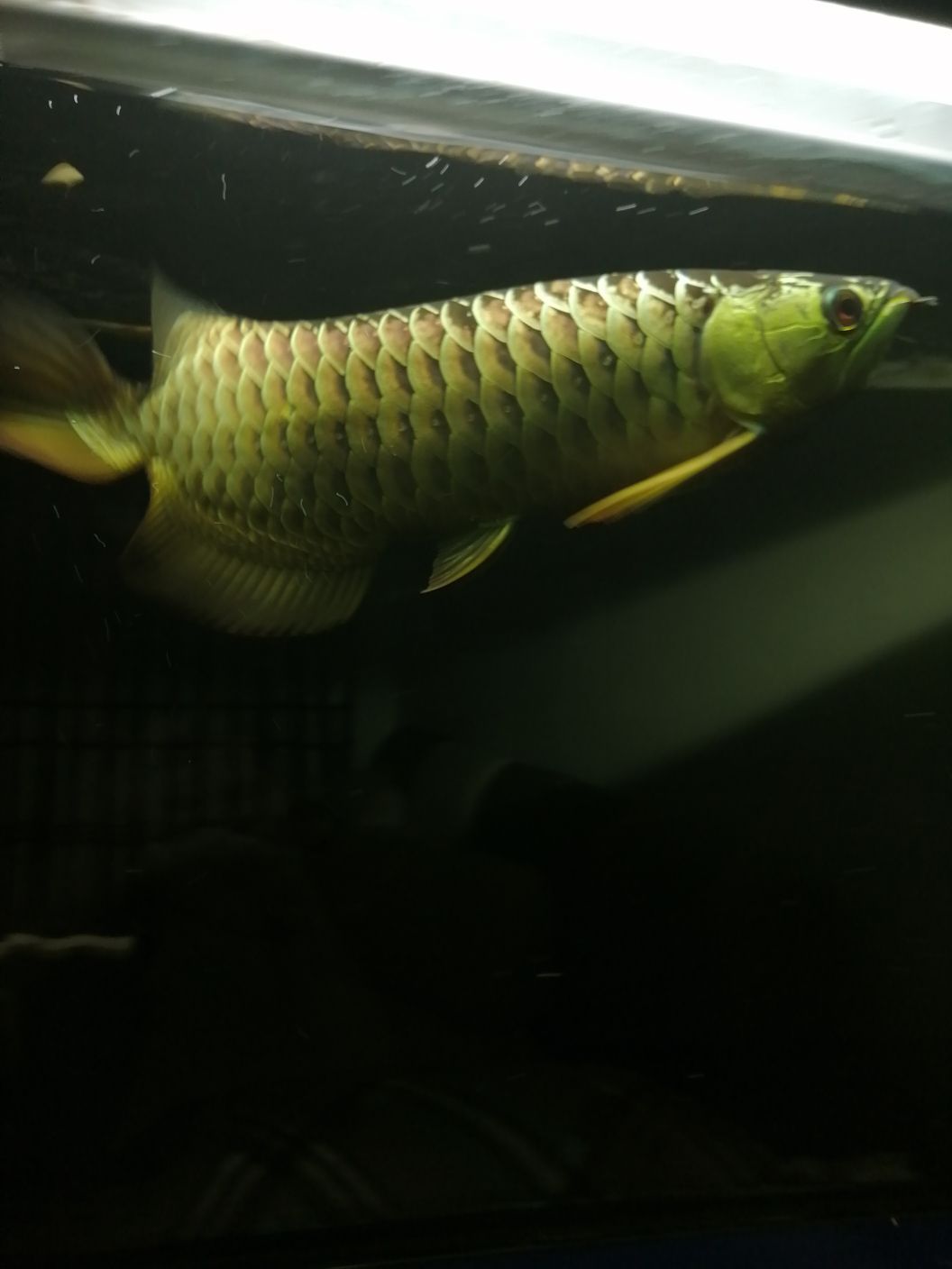 祥龍的魚（祥龍的魚品質(zhì)沒得說高大上）