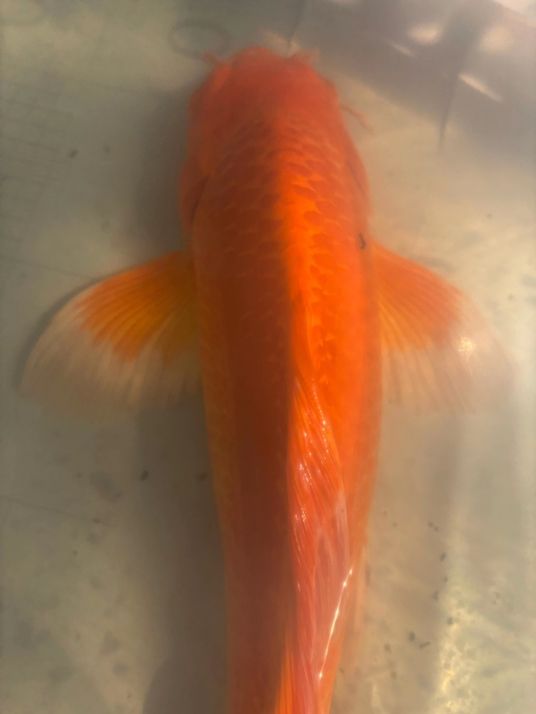 喜歡這么大的紅蝴蝶么？（大鰭大尾的好看的紅蝴蝶鯉）