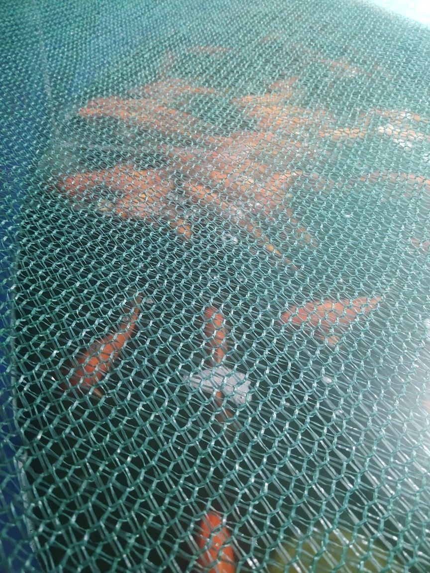 喜歡這么大的紅蝴蝶么？（大鰭大尾的好看的紅蝴蝶鯉）
