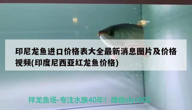 印尼龍魚(yú)進(jìn)口價(jià)格表大全最新消息圖片及價(jià)格視頻(印度尼西亞紅龍魚(yú)價(jià)格)