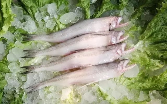 東莞龍魚的價(jià)格范圍是多少？，東莞龍魚價(jià)格對(duì)照表