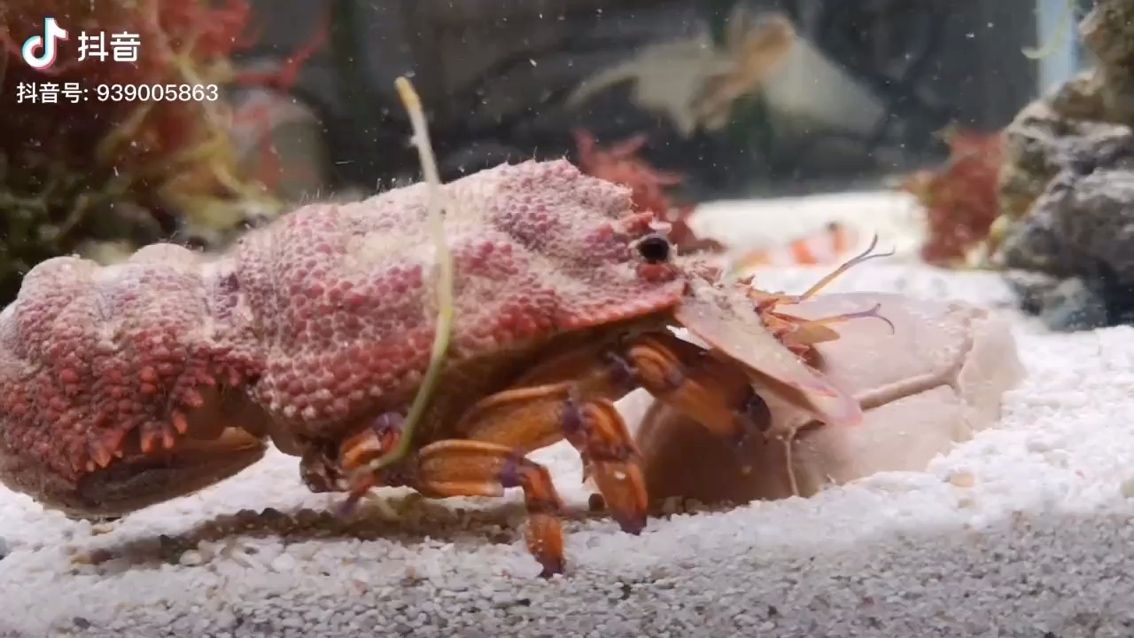 廣州魚缸批發(fā)市場我要一頓美餐