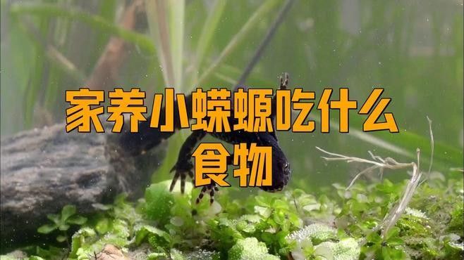 火龍魚蠑螈多久喂一次食（小火龍蠑螈怎么養）