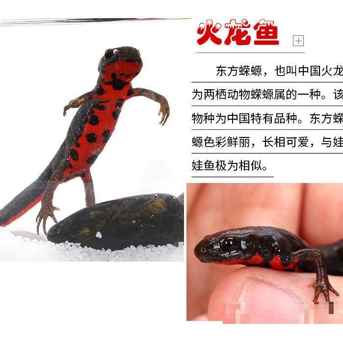 火龍魚蠑螈多久喂一次食（小火龍蠑螈怎么養）