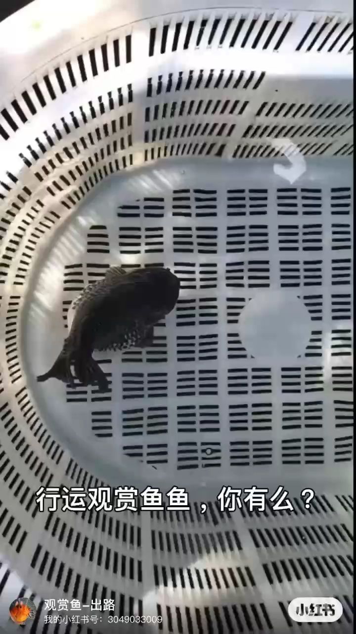 行運觀賞魚（行運觀賞魚養殖與養護）