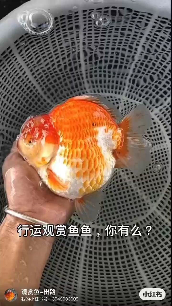 行運觀賞魚（行運觀賞魚的飼養管理）