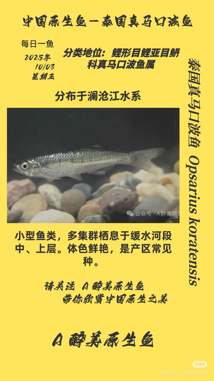 泰國真馬口波魚