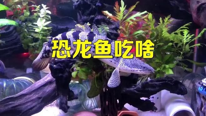 小恐龍魚多久喂一次食物