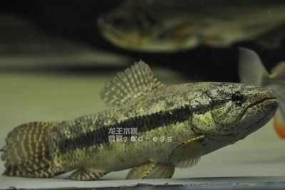 觀賞魚 龍王（如何鑒別健康的龍王觀賞魚）