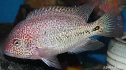 觀賞魚 龍王（如何鑒別健康的龍王觀賞魚）