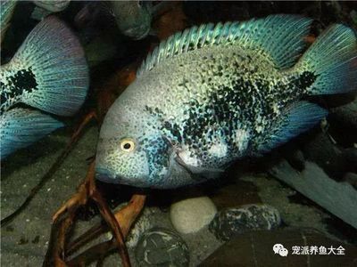 觀賞魚 龍王（如何鑒別健康的龍王觀賞魚）