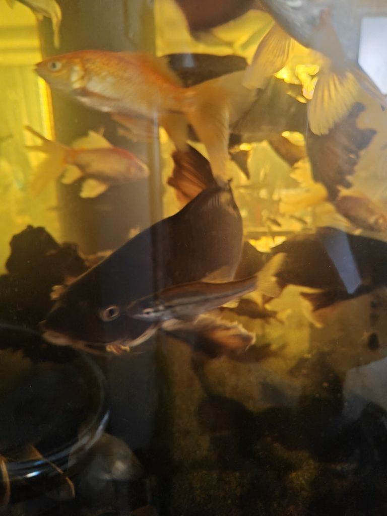 小金魚(yú)（小金魚(yú)的生態(tài)習(xí)性、繁殖方式以及在水族館中的養(yǎng)殖管理）