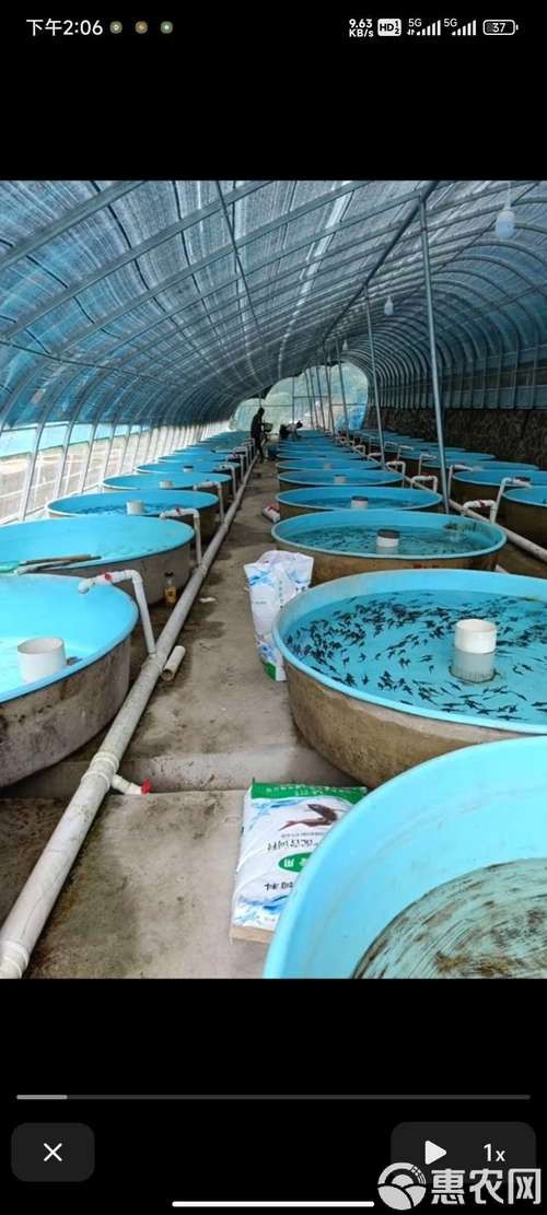 龍魚苗的飼養(yǎng)難度如何