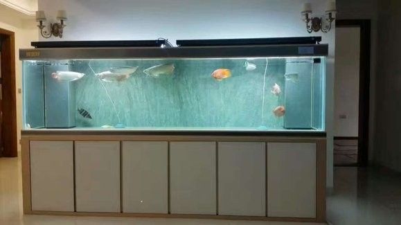 龍魚造景后多久可以放魚（魚造景后放魚的時間取決于多種因素）
