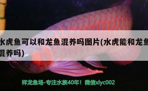 水虎魚可以和龍魚混養嗎圖片(水虎能和龍魚混養嗎)