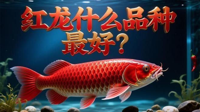 紅龍魚哪個品種最值錢（世界上目前最貴的觀賞魚農情萬家紅龍魚價格指南）