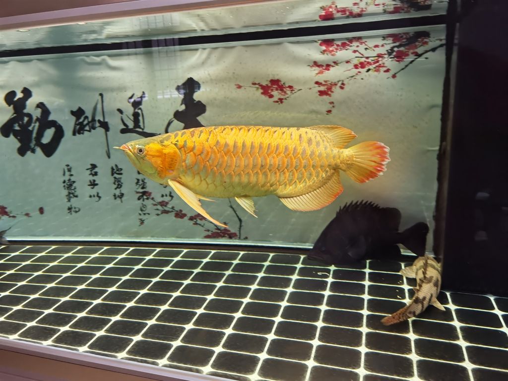 （人工智能在醫(yī)療領域中的應用及其挑戰(zhàn)）