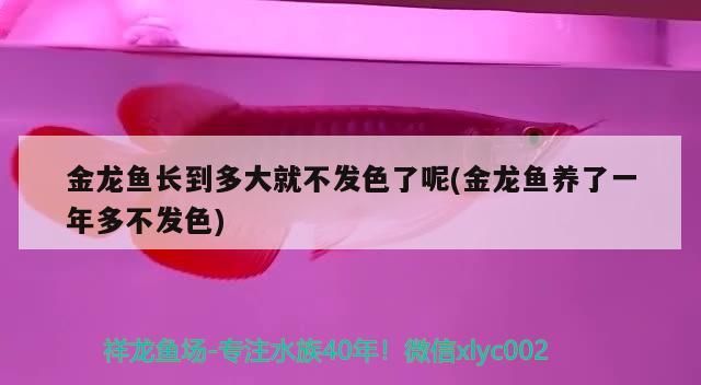 水族缸里，可以養什么比較好看的熱帶魚，容易養的，缸是60