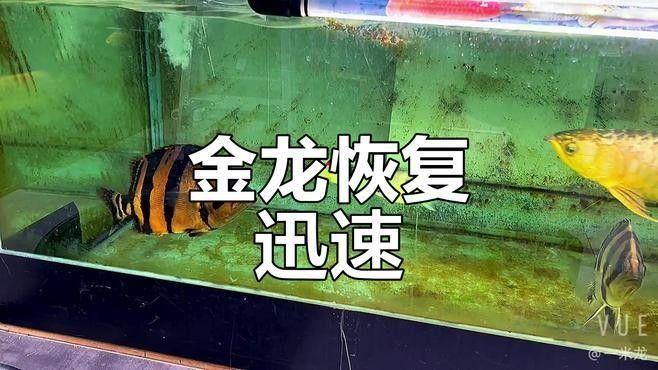 如何用Adobe Photoshop處理金龍魚照片（adobephotoshop金龍魚照片調(diào)色技巧）