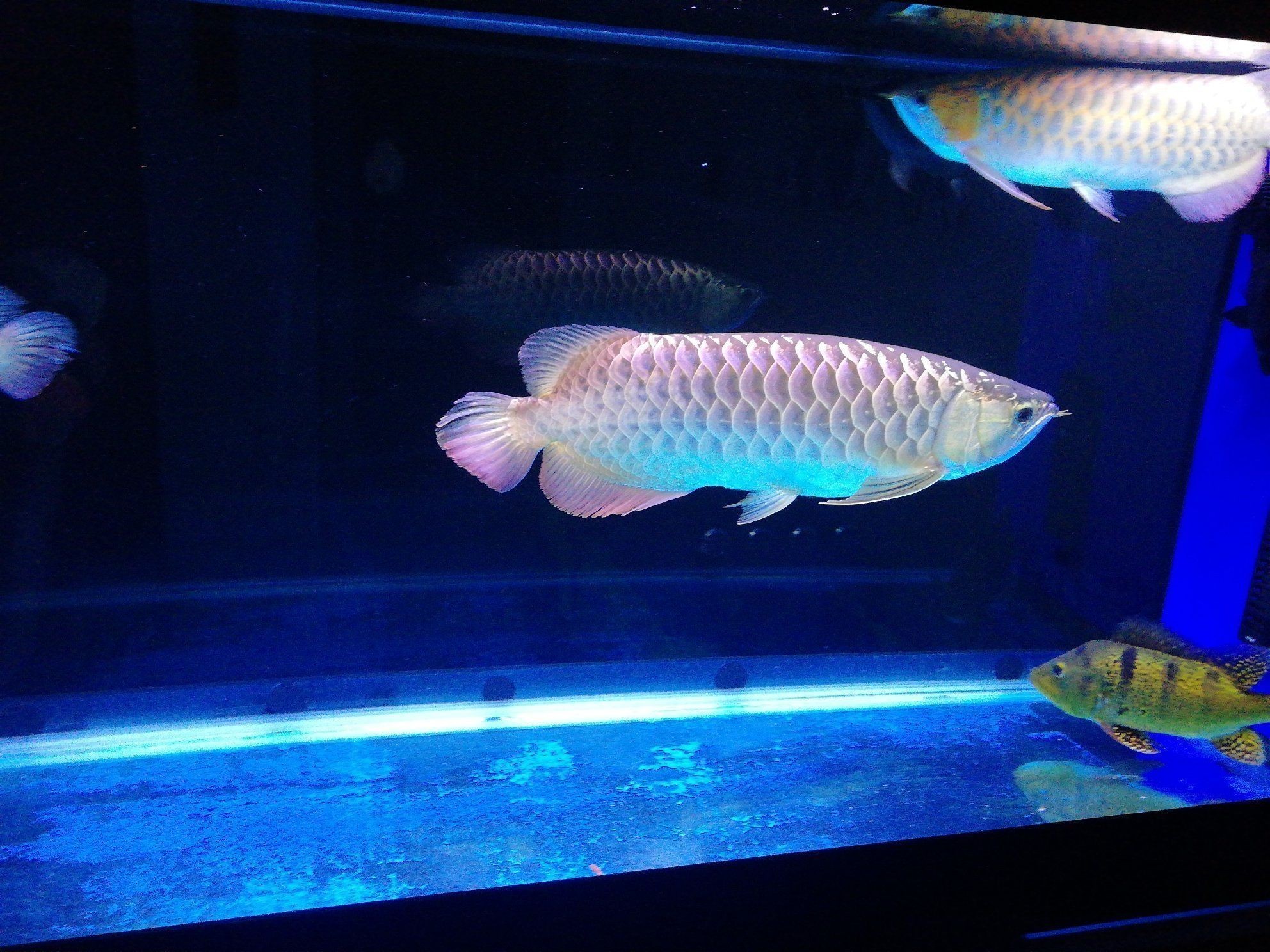 翻鰓金魚的鑒賞，呼倫貝爾觀賞魚市場淺談翻鰓金魚市場的發展現狀