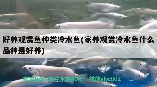 好養觀賞魚種類冷水魚(家養觀賞冷水魚什么品種最好養)