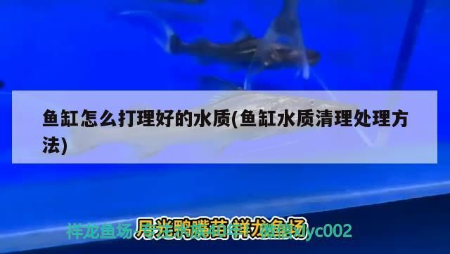 紅龍魚燈光位置擺放圖（龍魚燈光擺放位置示意圖） 紅龍魚燈光位置擺放圖（龍魚燈光擺放位置示意圖） 觀賞魚百科 第1張