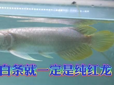 如何辨別真假紅金龍魚(yú)？（如何辨別真假紅金龍魚(yú)）