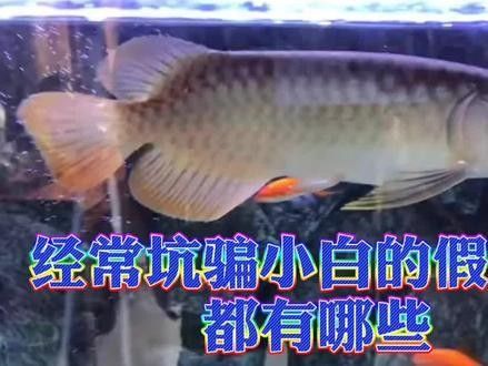 如何辨別真假紅金龍魚(yú)？（如何辨別真假紅金龍魚(yú)）