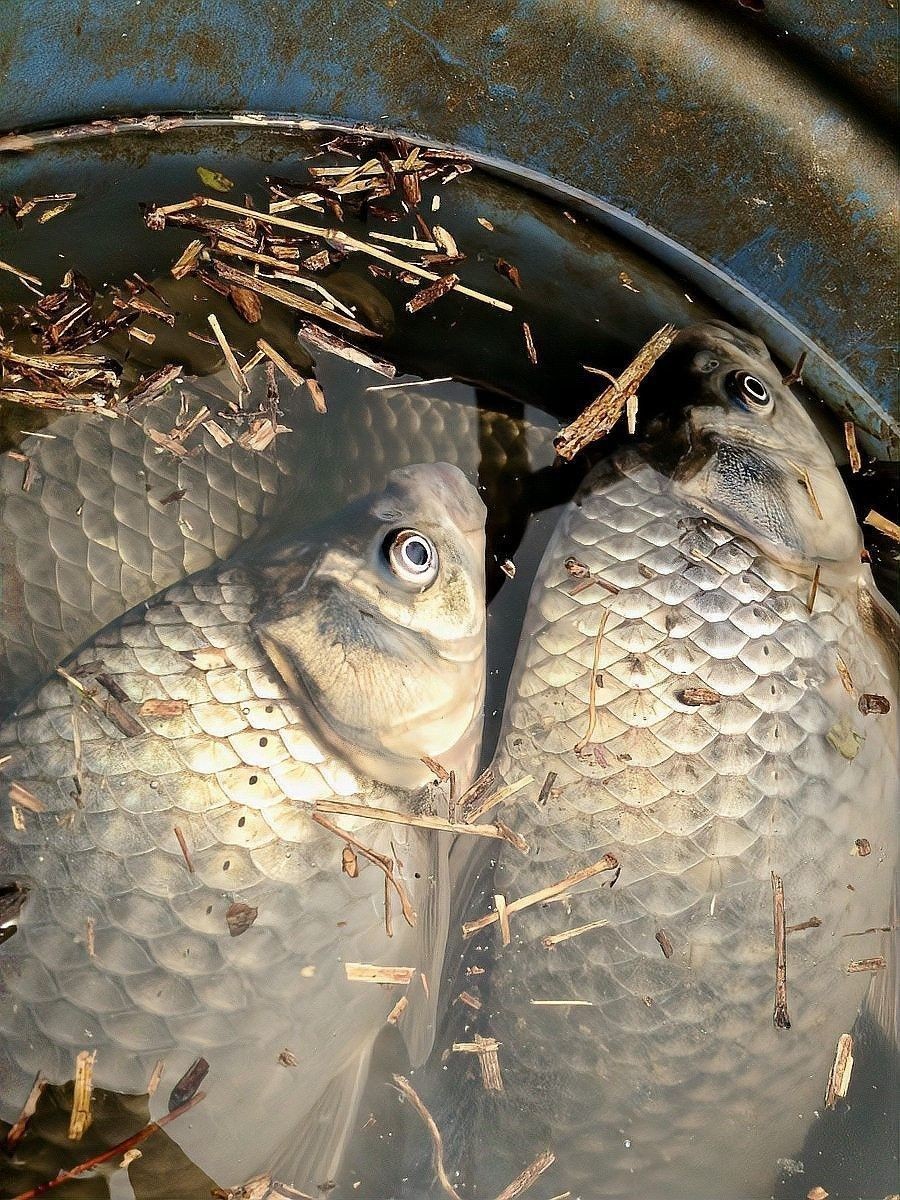 龍魚多久不活動算異常（龍魚多久不活動算異常之前）