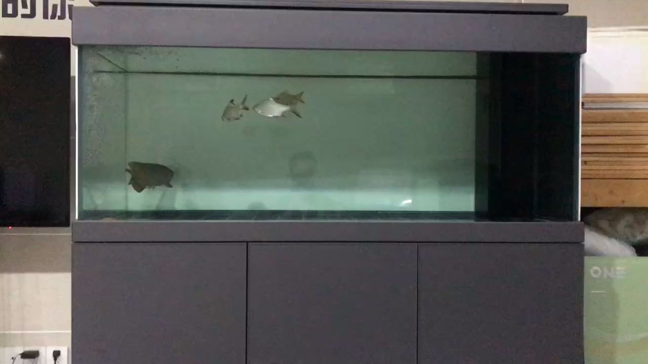 龍魚打架后多久會感染，魚打架后多久會感染這個問題涉及到龍魚的生理和生理和行為特點