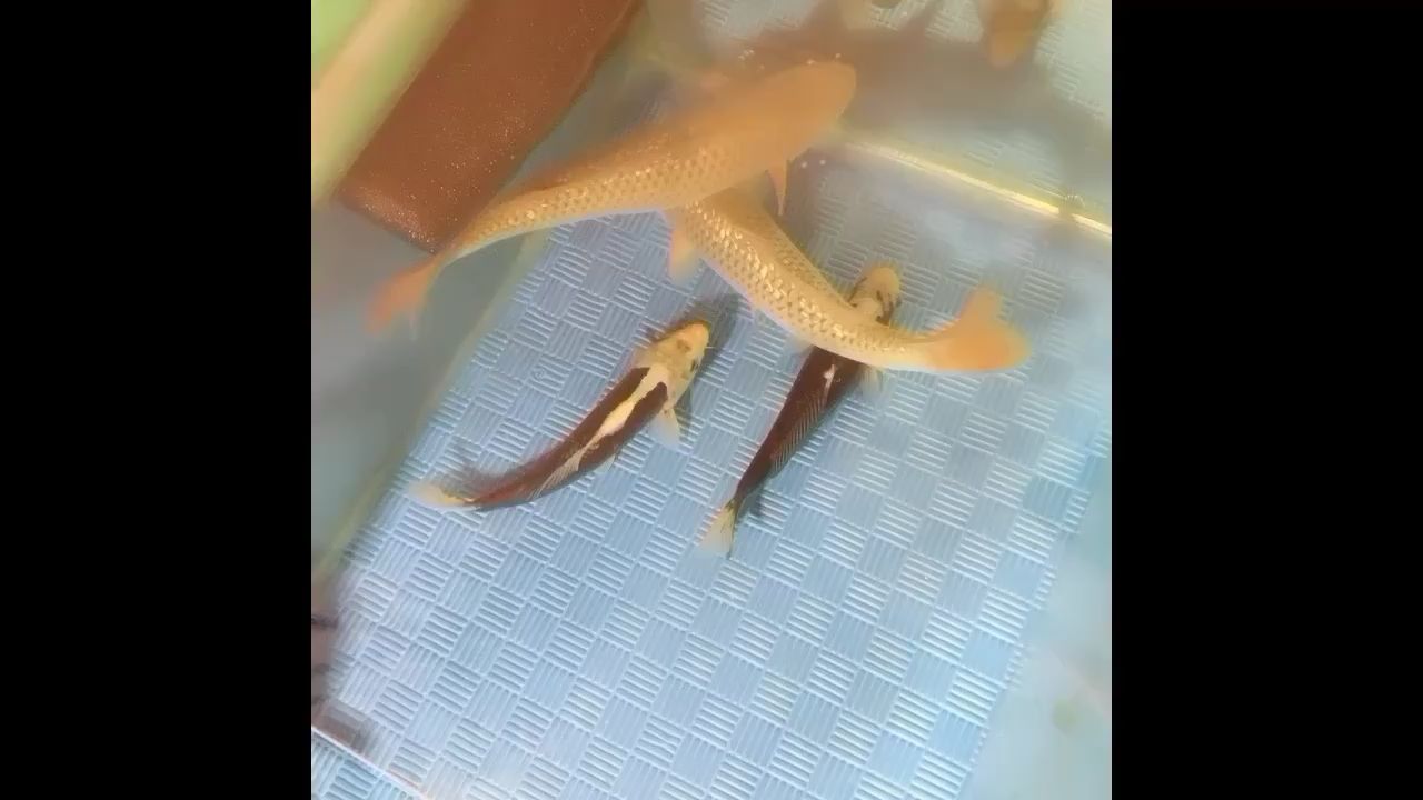 新手入門多多指教～（新手入門多多指教～新手入門沒有過濾也敢養魚）