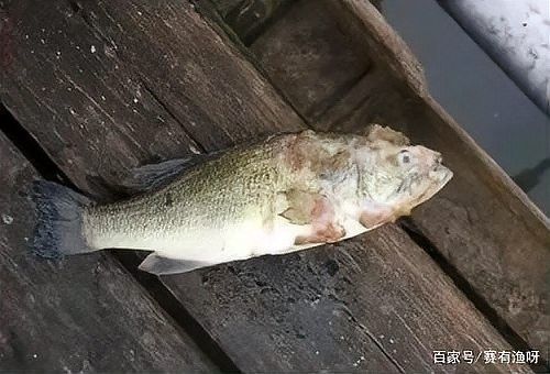 如何預防水霉病和菌膜？（養魚經驗分享《水霉交叉感染》水霉病綜合預防措施）