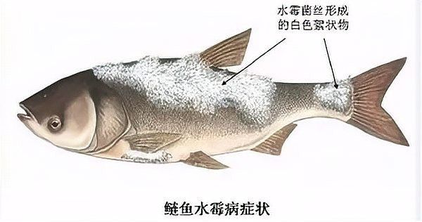 如何預防水霉病和菌膜？（養魚經驗分享《水霉交叉感染》水霉病綜合預防措施）