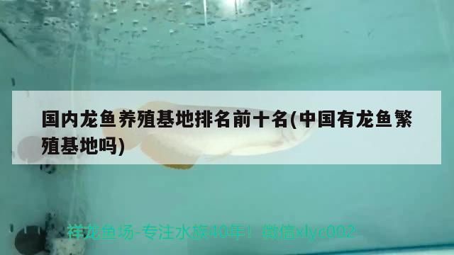 養(yǎng)龍魚(yú)老三樣是什么：養(yǎng)龍魚(yú)老三樣具體步驟（養(yǎng)龍魚(yú)老三樣是什么，養(yǎng)龍魚(yú)老三樣具體步驟）
