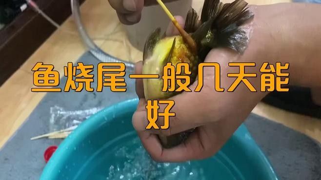 龍龜有哪些擺放禁忌，兩極影后龍龜擺放的核心禁忌與正確方法助你快速檢查家中是否犯了