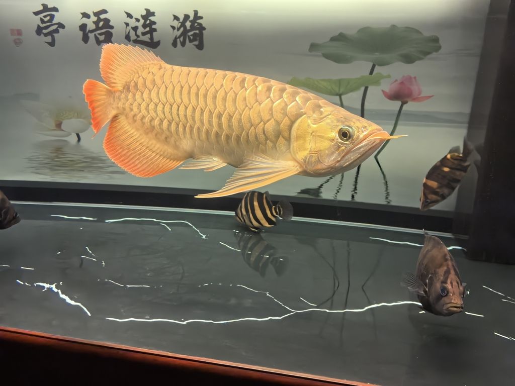 堅持愛好（zizai評論：堅持愛好對于個人發(fā)展的重要性及其對個人成長的影響）