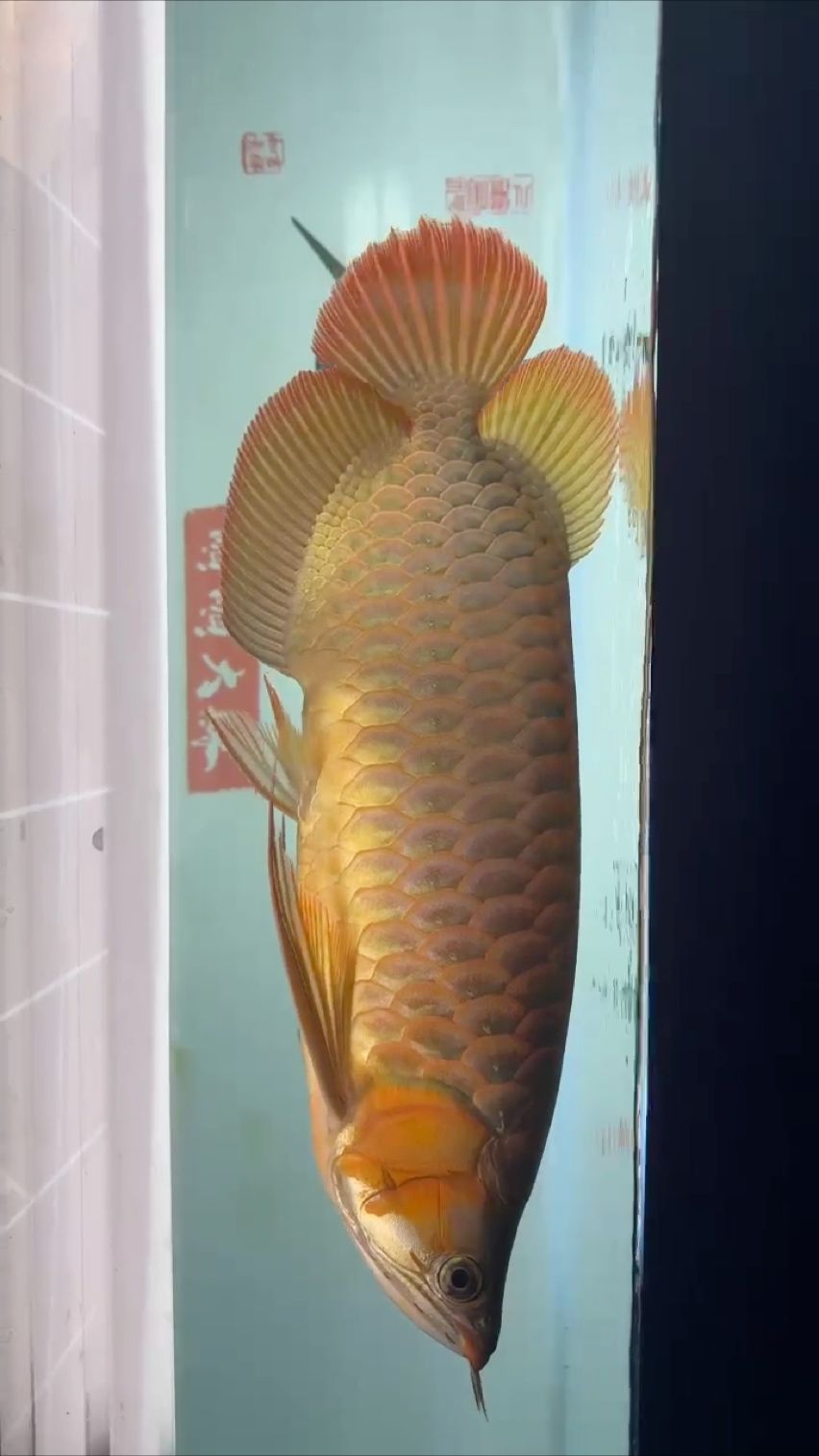 吾家有紅龍（紅色龍文化對家族成員成長的積極影響）