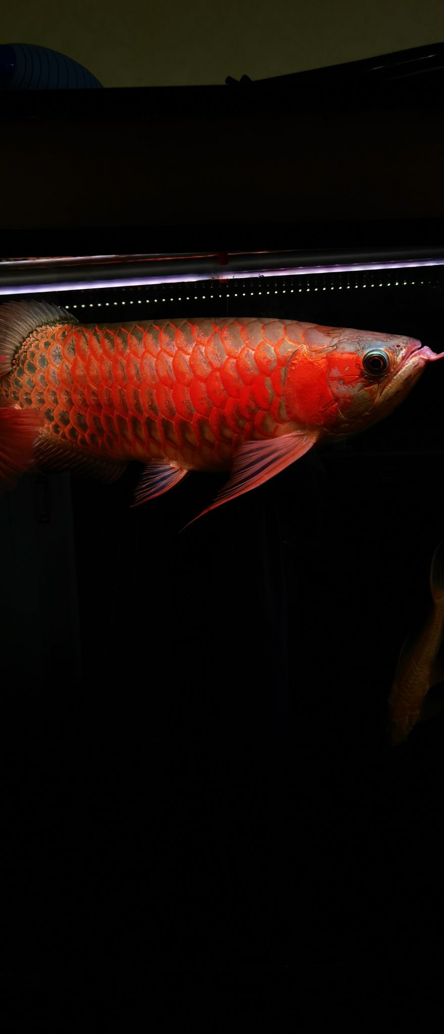 頂級紅龍火鳳凰出售（紅龍火鳳凰出售）