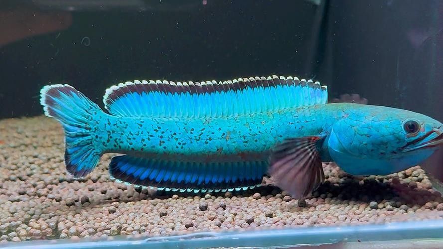 雷龍魚與恐龍魚有何區別（雷龍魚與恐龍魚的區別）