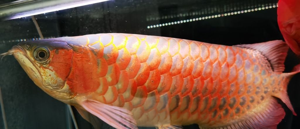 頂級紅龍火鳳凰出售（紅龍火鳳凰出售）