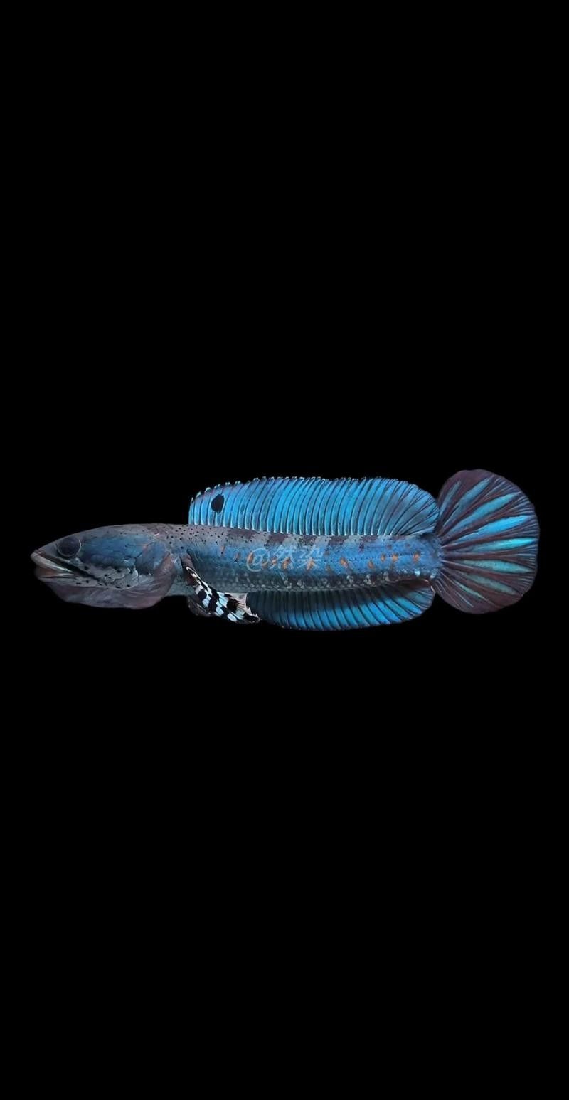 雷龍魚與恐龍魚有何區別（雷龍魚與恐龍魚的區別）