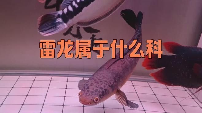 雷龍魚與恐龍魚有何區別（雷龍魚與恐龍魚的區別）