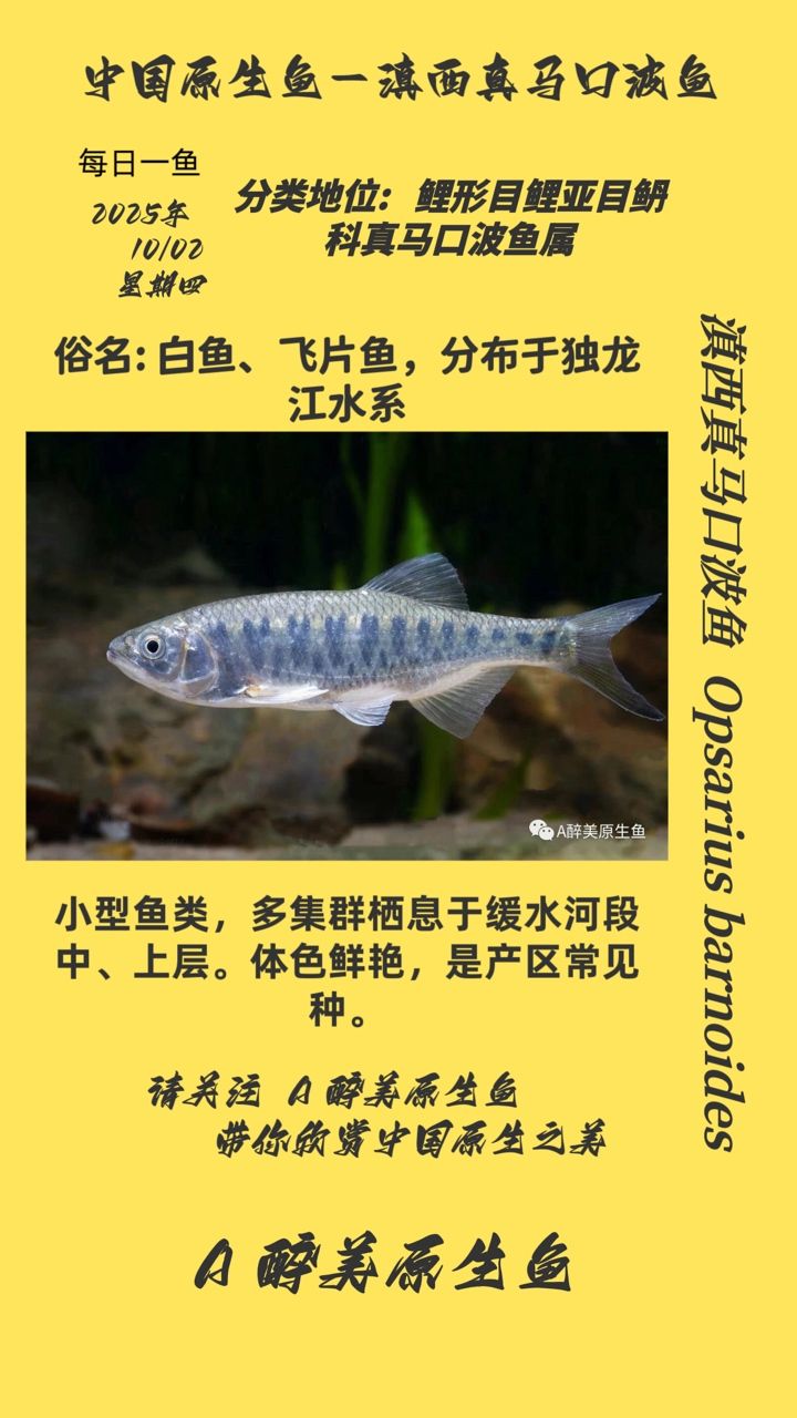 滇西真馬口波魚(yú)（滇西真馬口波魚(yú)具有滋補(bǔ)身體、清熱解毒的功效，傳統(tǒng)中醫(yī)記載）