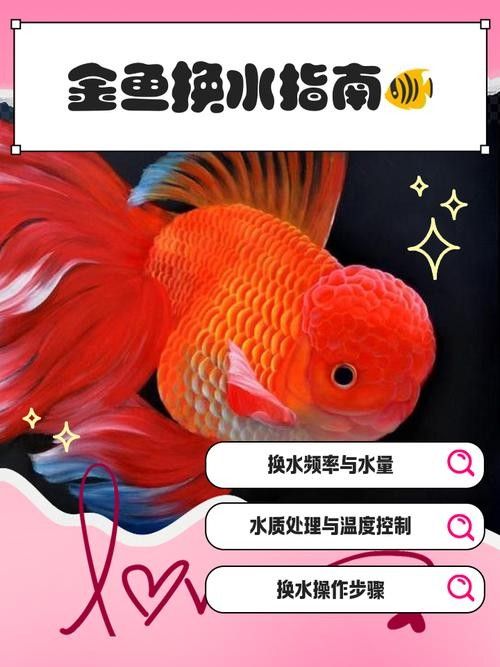 哪種紅龍魚(yú)品種最珍貴，4種珍貴的紅龍魚(yú)品種，被認(rèn)為最珍貴